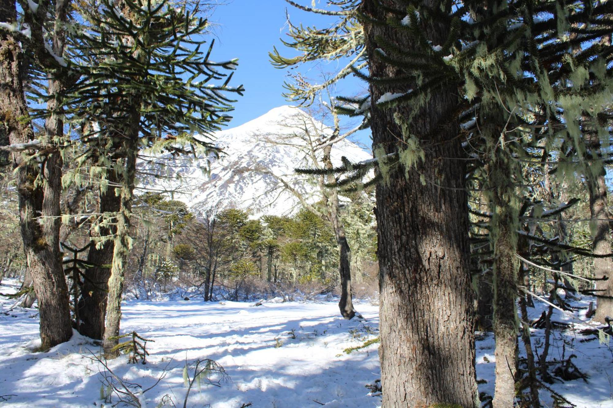 Hotel Enjoy Pucon Exterior photo Araucaria andean forest